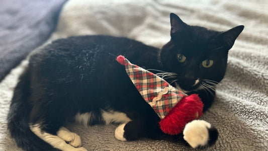 Are Wax Melts Safe for Pets (Cats & Dogs)?